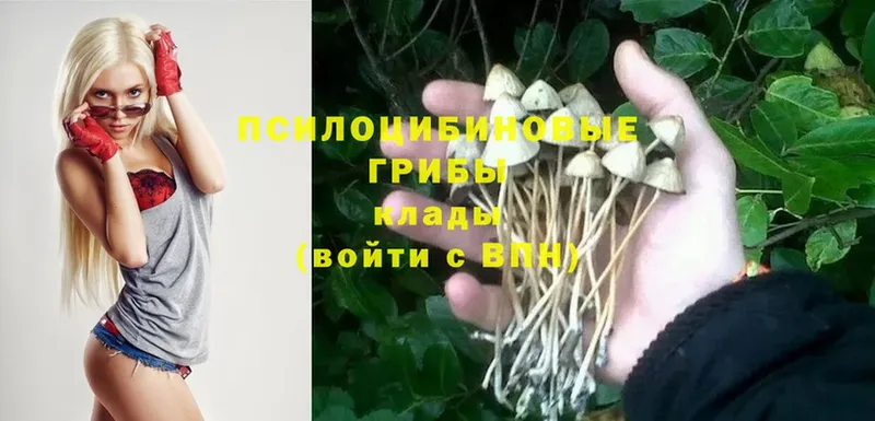 Псилоцибиновые грибы Psilocybe  Волчанск 